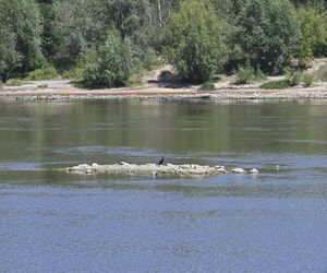 Niski stan wody w Wiśle