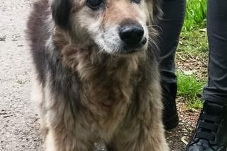 Interwencje Animal Patrolu Straży Miejskiej w Łodzi