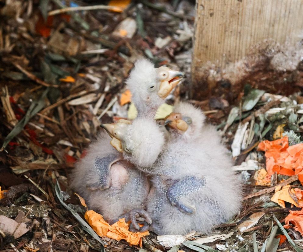 Baby boom w warszawskim ZOO! Są nieporadne, ślepe i całkowicie uzależnione od swoich rodziców