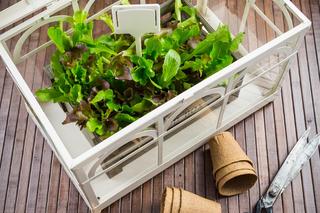 Warzywa na balkonie w bloku