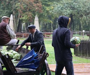 Tak ongiś siekano kapustę w woj. lubelskim. „Obieraczki kapuściane” w Muzeum Wsi Lubelskiej