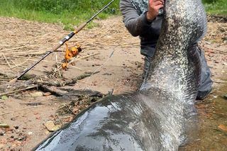 2,5 metrowy sum złowiony przez Pana Michała