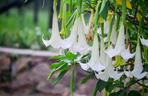 Niesamowita Datura. Zdjęcia