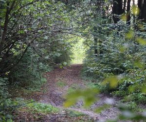 W poszukiwaniu grzybów w Starym Gaju! Takie „okazy” znaleźliśmy w lubelskim lesie. Zobacz zdjęcia