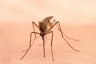 5 domowych sposobów na komary i meszki