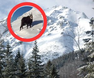 Niezwykłe nagranie z Tatr! Kozice radośnie szaleją wśród na śniegu. Cudne sceny [WIDEO]