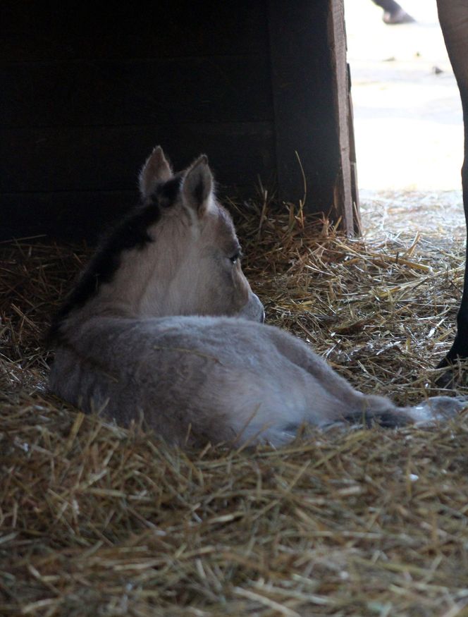  Warszawskie zoo ma nowego mieszkańca. To trzecie dziecko Primy i Larsa