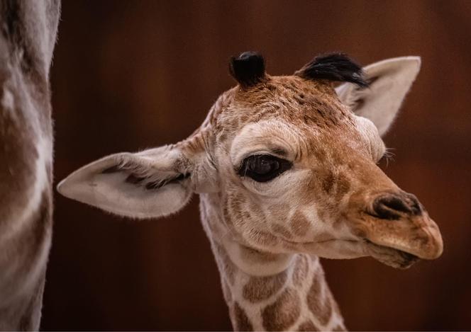 Mała żyrafa w zoo we Wrocławiu. Zobacz, jak poradziła sobie na swojej pierwszej sesji. Prawdziwy słodziak! 