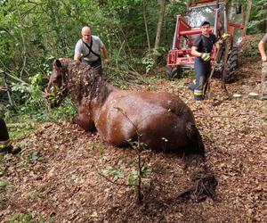 Nietypowe interwencje służb. Strażacy-ochotnicy uratowali stado koni, a strażnicy miejscy sarenki