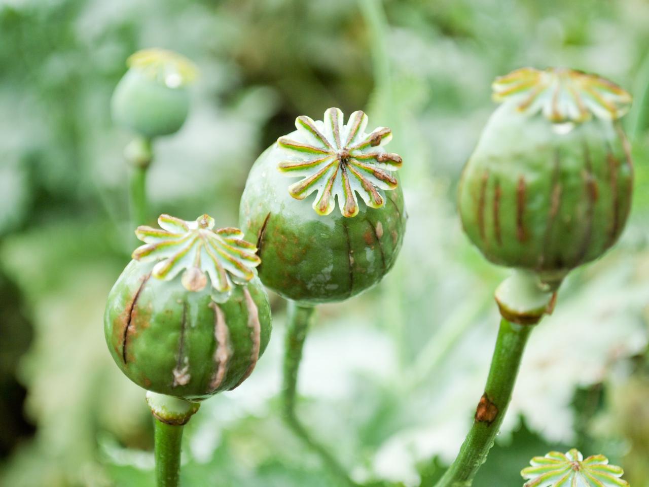 Masowe cięcia w uprawie opium w Afganistanie. Nawet 80 proc. mniej