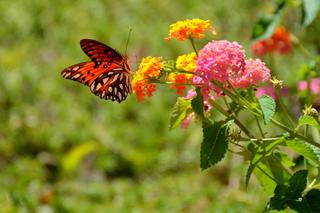 Motyle w ogrodzie