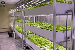 To pierwsze warzywa, które wyrosły... bez ziemi. Wkrótce trafią na talerze olsztynian