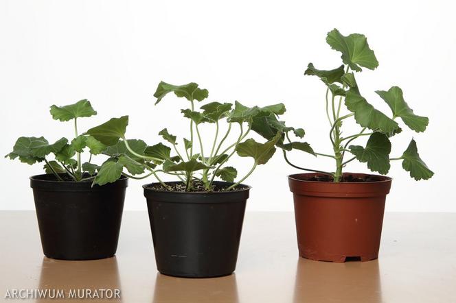 Rozsadzanie pelargonii