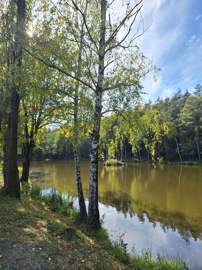 Arboretum Bramy Morawskiej zachwyca jesienią