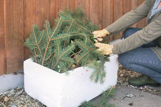 Zabezpieczanie roślin tarasowych na zimę