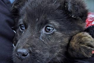 Słodziaki do wzięcia