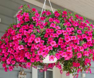 Calibrachoa, Million Bells. Zdjęcia