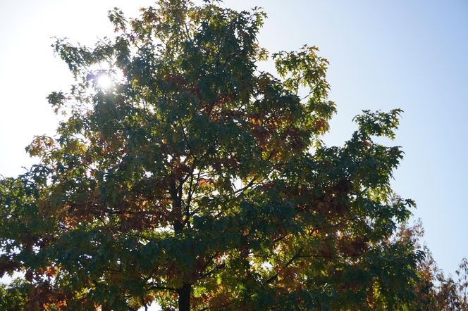 Park im. św. Jana Pawła II w jesiennych barwach