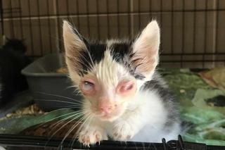 Towarzystwo Przyjaciół Zwierząt Arkadia w Głownie