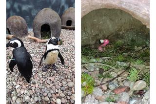 Jednopłciowa para pingwinów żyje sobie we wrocławskim zoo i ma się całkiem dobrze. W salonie mają różowego flaminga