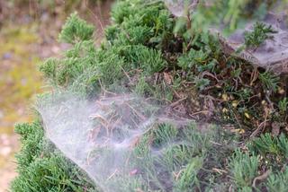 Pajęczyny na iglakach