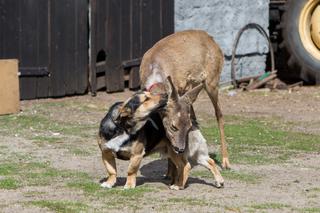 Sarna zakochała się w Miśku