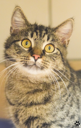 Kot do adopcji w zielonogórskim schronisku
