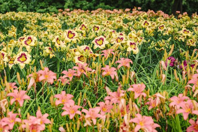 TYDZIEŃ LILIOWCÓW W OGRODZIE BOTANICZNYM