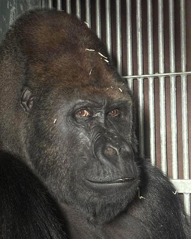 Goryli amant wyruszył na randkę życia. Bwana założy rodzinę w Szwajcarii. „Będziemy tęsknić”