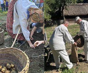 Tradycyjne wykopki w Muzeum Wsi Lubelskiej. Tak kiedyś zbierano ziemniaki