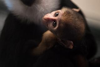 Afrykańska małpa, która lubi śnieg, przyszła na świat w zoo we Wrocławiu [ZDJĘCIA]