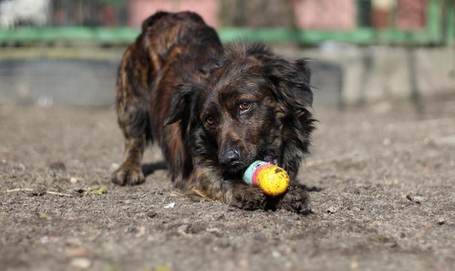 Jakie warunki trzeba spełnić, by adoptować psa? Zwierzęta z bydgoskiego schroniska czekają na nowy dom