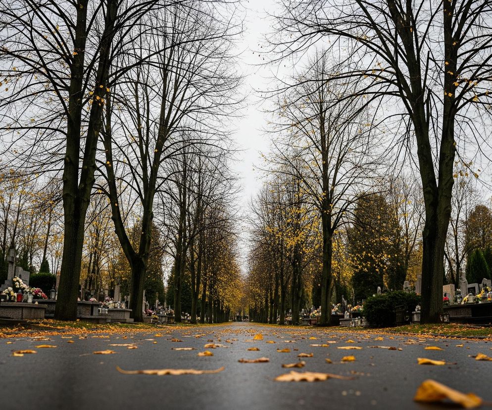 Długa, ciemna asfaltowa aleja biegnie centralnie przez centrum kadru, pokryta licznymi suchymi, żółtymi liśćmi jesiennymi. Po obu stronach alei rozciągają się rzędy nagrobków, wykonanych z kamienia w różnych odcieniach szarości i czerni, ozdobione licznymi, kolorowymi kwiatami i lampionami. Nad nagrobkami wznoszą się bezlistne drzewa z ciemnymi, rozgałęzionymi konarami, z których na niektórych wciąż wiszą pojedyncze, żółte liście. Szare, zachmurzone niebo widoczne jest ponad koronami drzew, a cała scena utrzymana jest w stonowanych, jesiennych barwach.