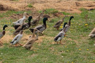 Ptasia grypa znów atakuje w woj. lubelskim