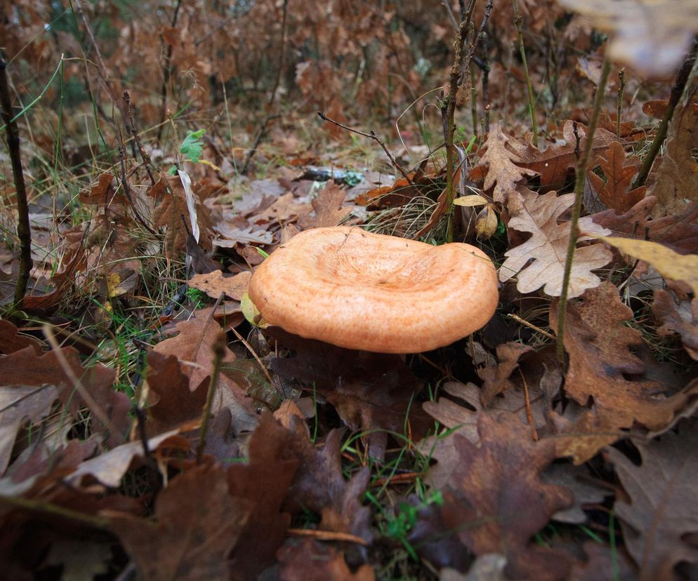 Leśnicy pokazali, co rośnie w lesie. Smakołyk pełen witamin i poprawiający odporność