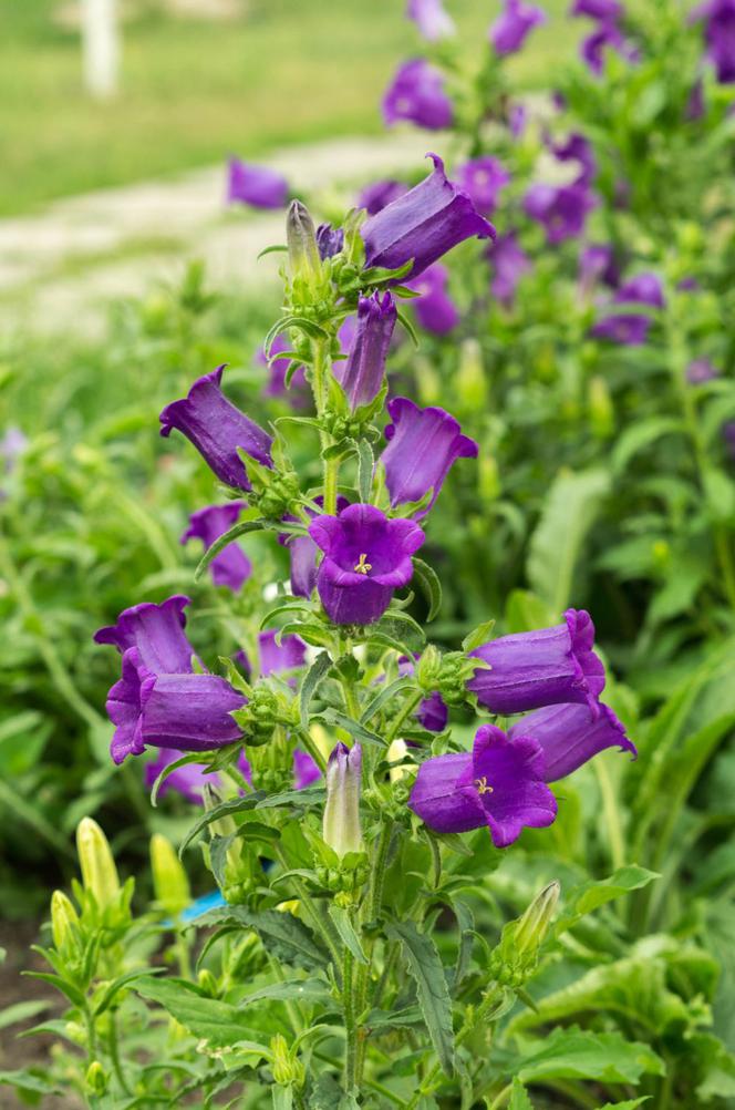 Dzwonek pokrzywolistny - Campanula trachelium