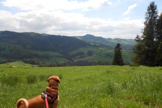 Pies będzie jeździł koleją... i to za darmo!