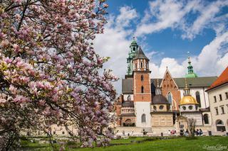 Wiosna na Wawelu