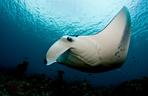 Manta