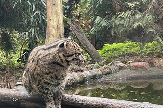 Taraje z Ogrodu Zoobotanicznego w Toruniu