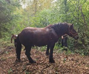 Nietypowe interwencje służb. Strażacy-ochotnicy uratowali stado koni, a strażnicy miejscy sarenki