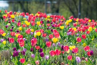Warszawa utonęła w kolorowych tulipanach