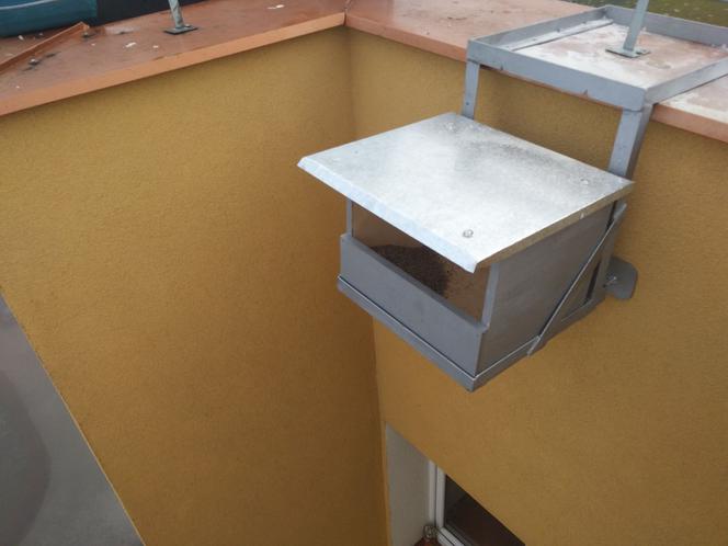 Łomża czeka na Pustułki. Mają już nowe gniazda!