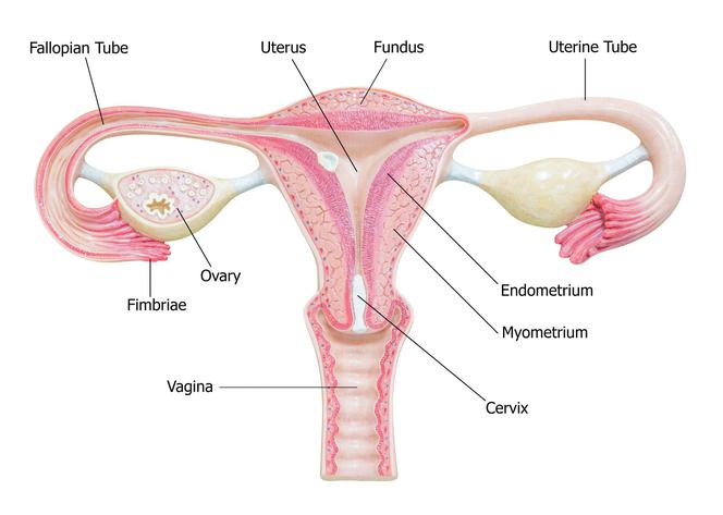 Atonia macicy: przyczyny, objawy, leczenie