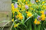 Narcyzy (Narcissus)