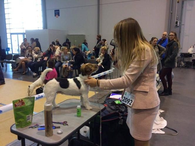 Wystawa Psów Rasowych w Poznaniu 2016