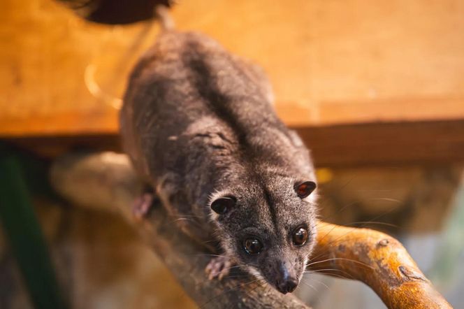 Nocny akrobata z Indonezji zamieszkał we Wrocławiu! Poznajcie nowego lokatora Zoo