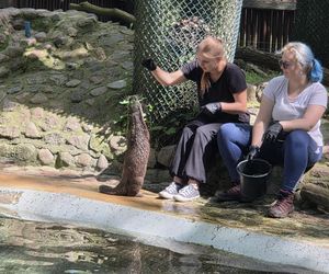 Pokazowe karmienie w myślęcińskim zoo to prawdziwy hit! Sprawdziliśmy to na miejscu