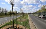 Prawie 300 nowych drzew w Toruniu. Posadzone zostały w 2020 roku