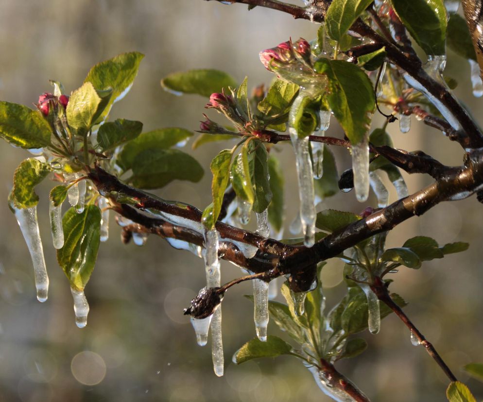To nie był przymrozek, lecz mróz  Sadownicy z regionu grójeckiego liczą straty 
